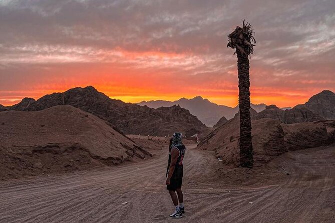 Safari 5 in 1 Quads, Camels, Show, Dinner & Star Gazing in Sharm El Sheikh - Dinner and show at the Bedouin camp: the food is usually the star
