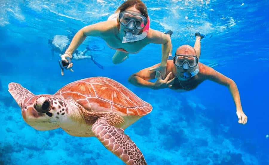 Sharm El Sheikh: Ras Mohamed & White Island Dive & Snorkel - Key things I’d zero in on before you book