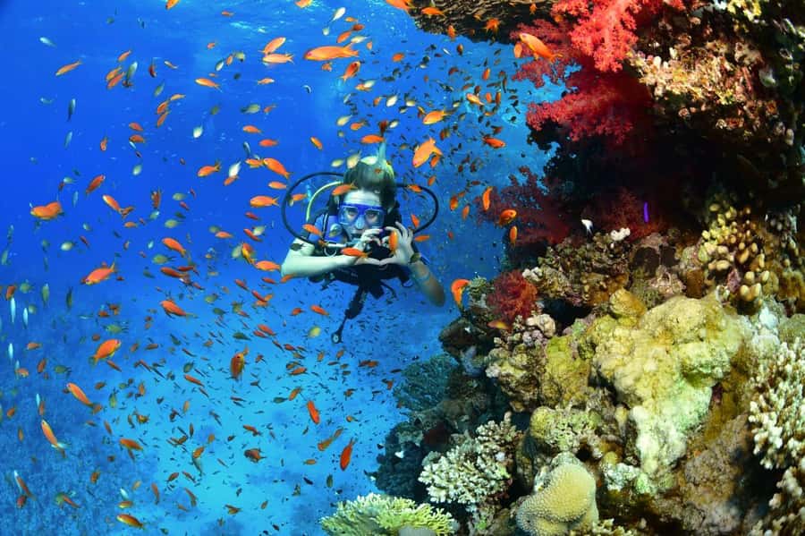 Sharm El Sheikh: Ras Mohamed & White Island Dive & Snorkel - White Island Sandbank: The Most Instagram Moment on the Day