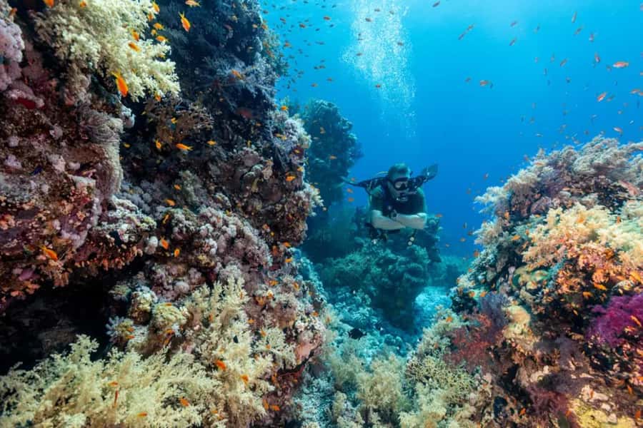 Sharm El Sheikh: Ras Mohamed & White Island Dive & Snorkel - Lunch, Drinks, and Timing: Why the 9-Hour Plan Feels Worth It