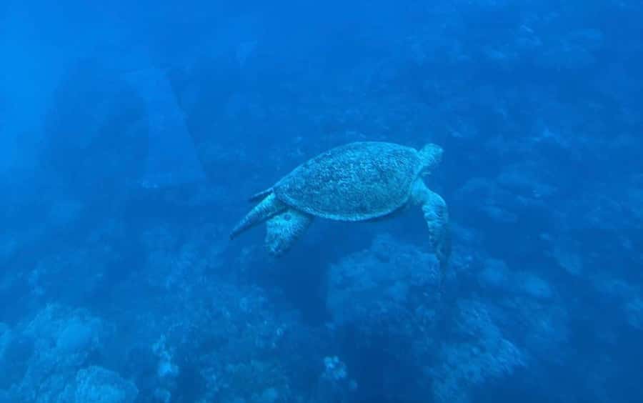 Sharm El-Sheikh: Seascope Submarine boat cruise with pickup - The 25-minute coach and the quick marina start