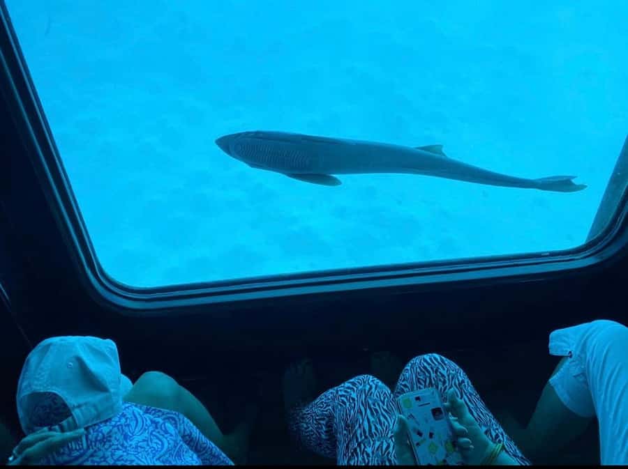 Sharm El-Sheikh: Seascope Submarine boat cruise with pickup - Who should book this Seascope trip (and who should skip it)
