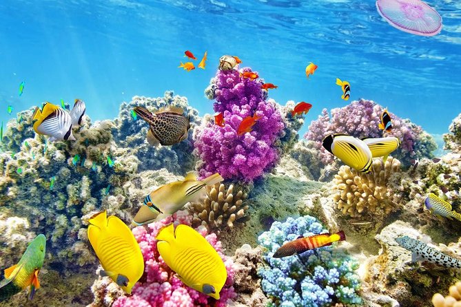 Swimming with Dolphin VIP Snorkeling Sea Trip With Lunch and Transfer - Hurghada - The 8-Hour Rhythm: Pickup, Boat Departure, and What Fills the Day