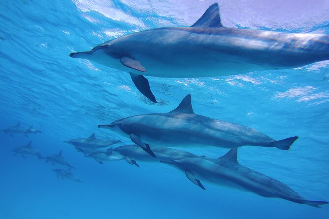 Swimming with Dolphin VIP Snorkeling Sea Trip With Lunch and Transfer - Hurghada - Price and Value: The $9 Ticket vs. the Costs You Might Pay On Spot