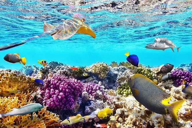Tiran Island Snorkeling Excursion - The 8-Hour Schedule: Pickup, Sailing, and Three Water Sessions