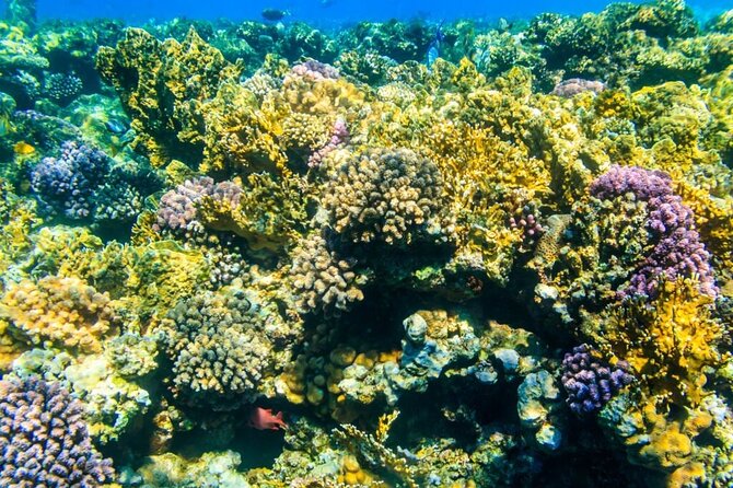 VIP -White Island & Ras Mohamed Snorkel Excursion - The Sting Ray Station Stop: A Unique Moment Built Into the Day