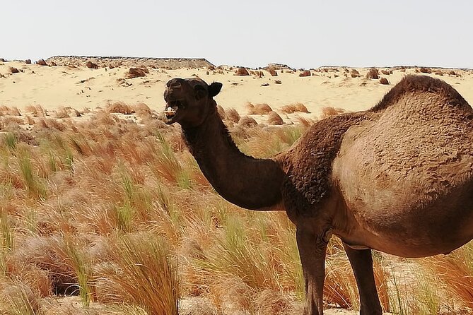 White Desert - Overnight Tour - Price and value: what you’re really buying for $235